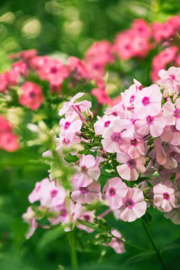 Phlox panikledi. Bahçede çiçek açan fenomen çiçekleri. Bir phlox 'a yakın çekim.