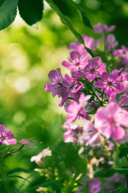 Phlox panikledi. Bahçede çiçek açan fenomen çiçekleri. Bir phlox 'a yakın çekim.