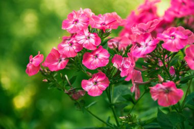 Phlox panikledi. Bahçede çiçek açan fenomen çiçekleri. Bir phlox 'a yakın çekim.