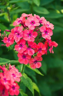 Phlox panikledi. Bahçede çiçek açan fenomen çiçekleri. Bir phlox 'a yakın çekim.