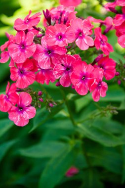 Phlox panikledi. Bahçede çiçek açan fenomen çiçekleri. Bir phlox 'a yakın çekim.