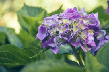 Bahçedeki ortanca çok güzel. Bir ortancaya yakın çekim. Doğanın fotoğrafı. Çiçekler..
