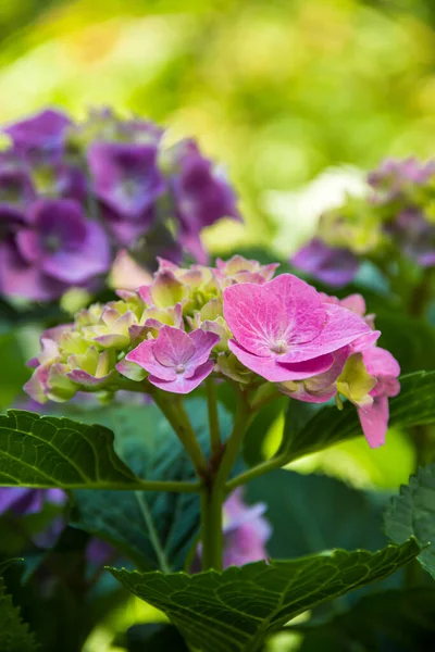 Hermosa Hortensia Jardín Primer Plano Una Hortensia Foto Naturaleza Flores — Foto de Stock