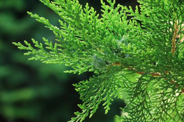 Thuja branches. Photo of nature. Closeup of thuja branches.