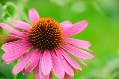 Echinacea purpurea. Closeup of echinacea. Photo of nature. Flowers.