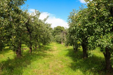 Dallarda olgunlaşmamış yeşil elmalar. Elma bahçesi. Bahçıvanlık. Tarım.