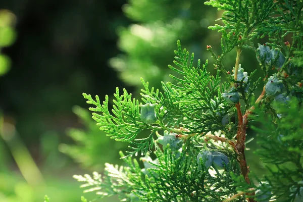 Thuja Branches Photo Nature Closeup Thuja Branches — ストック写真