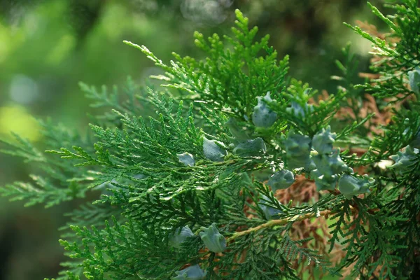 Thuja Branches Photo Nature Closeup Thuja Branches — Stockfoto