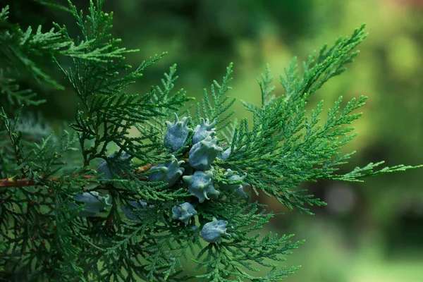 Thuja Branches Photo Nature Closeup Thuja Branches — Stockfoto