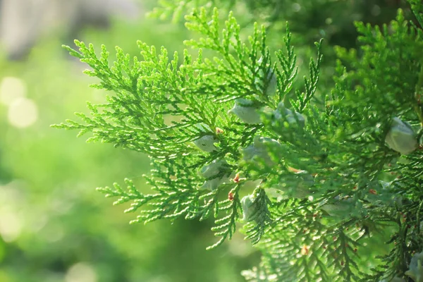 Κλαδια Thuja Φωτογραφία Της Φύσης Κλείσιμο Των Υποκαταστημάτων Thuja — Φωτογραφία Αρχείου