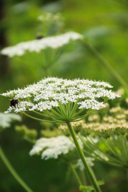 Hogweed common growing in the garden. Photo of nature.