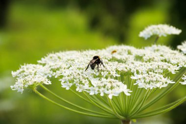 Bahçede yetişen yabani otlar. Doğanın fotoğrafı..