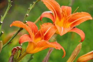 Daylily blooming in the garden against the backdrop of sunlight. Photo of nature.