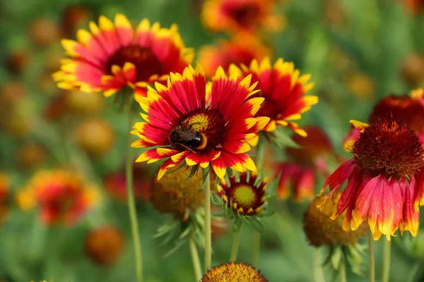 Gaillardia Garden Yellow Flowers Bumblebee Collects Pollen Photo Nature — Stock Photo, Image