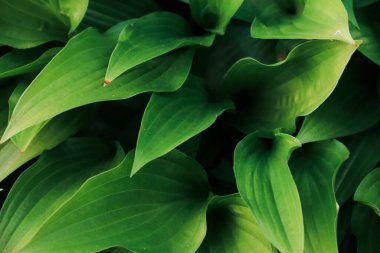 Süslü çalı Hosta. Büyük yapraklar. Arka plan. Doğanın fotoğrafı..