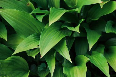Süslü çalı Hosta. Büyük yapraklar. Arka plan. Doğanın fotoğrafı..