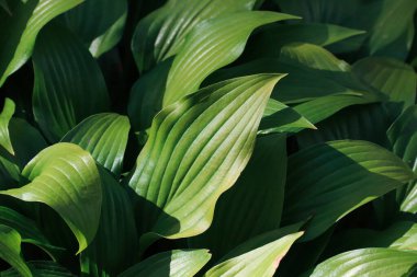 Süslü çalı Hosta. Büyük yapraklar. Arka plan. Doğanın fotoğrafı..