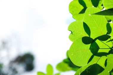 Gökyüzüne karşı yeşil yapraklar. Doğanın fotoğrafı..