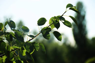 Yeşil armut yaprakları. Meyve ağacı..