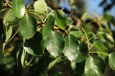 Yeşil armut yaprakları. Meyve ağacı..