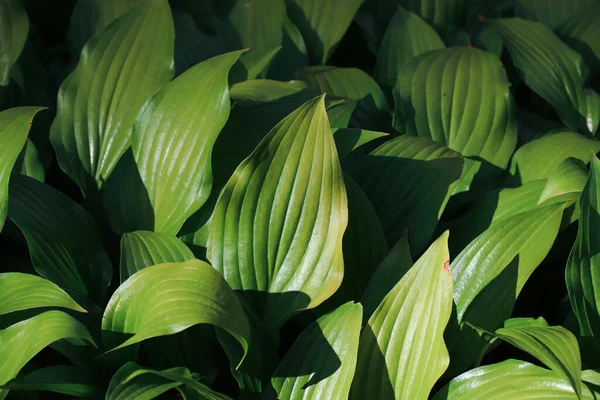 Süslü çalı Hosta. Büyük yapraklar. Arka plan. Doğanın fotoğrafı..