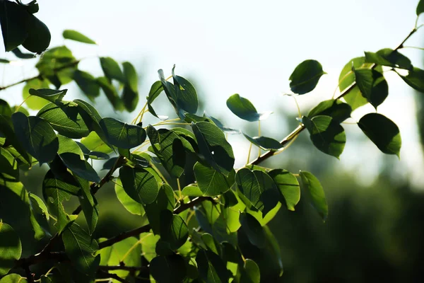 Yeşil armut yaprakları. Meyve ağacı..