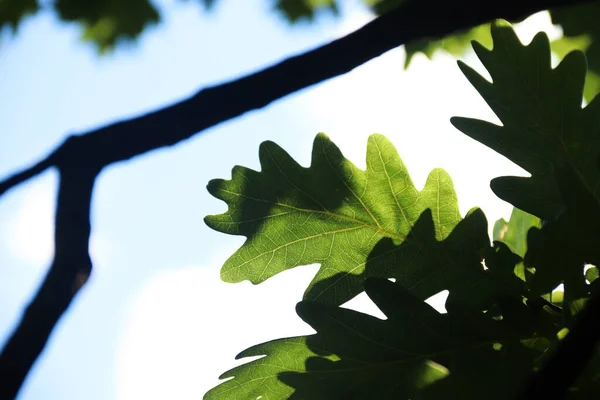 Green Oak Leaves Sky Photo Nature — Stockfoto