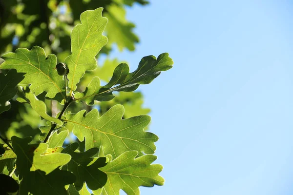 Green oak leaves against the sky. Photo of nature.