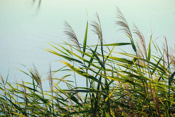 Green Reeds Background Lake Common Reed Photo Nature — Foto Stock