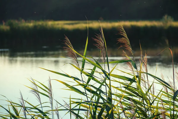 Green Reeds Background Lake Common Reed Photo Nature — Foto Stock