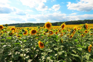 A field of sunflowers against a sky with white clouds. Agriculture. Farm.