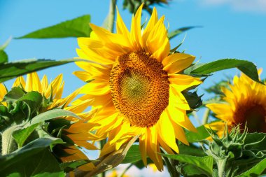 Gökyüzüne karşı ayçiçekleri. Tarım. Çiftlik. Doğanın fotoğrafı..