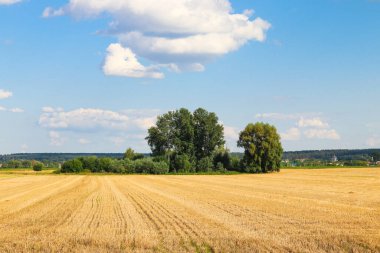 Ağaçların ve gökyüzünün arka planına karşı kesilmiş buğday tarlası. Doğanın fotoğrafı..
