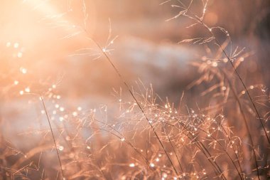 Raindrops on spikelets against the backdrop of sunset light. Water drops. Photo of nature.