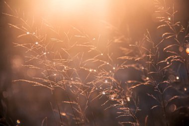 Raindrops on spikelets against the backdrop of sunset light. Water drops. Photo of nature.