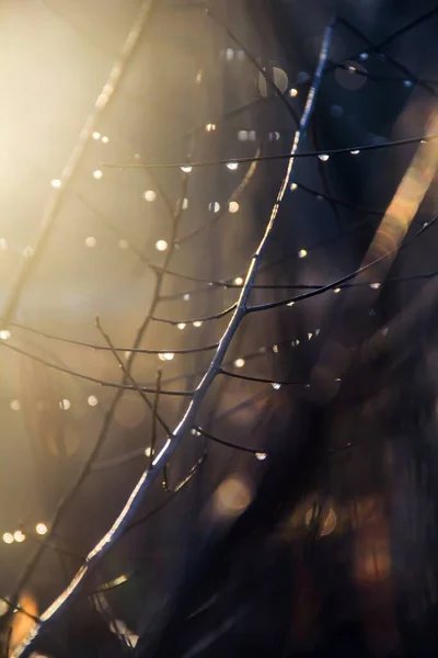 Raindrops Tree Branch Backdrop Sunlight — Fotografia de Stock