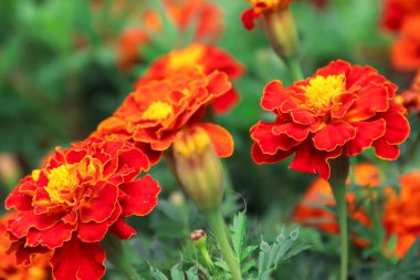Marigolds growing in the garden. Flowers. Photo of nature.