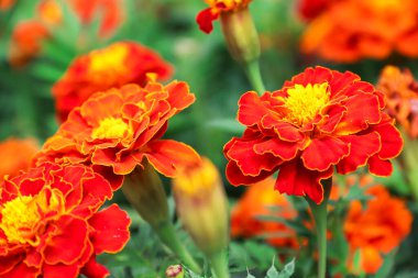 Marigolds growing in the garden. Flowers. Photo of nature.