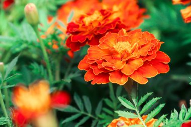 Marigolds growing in the garden. Flowers. Photo of nature.