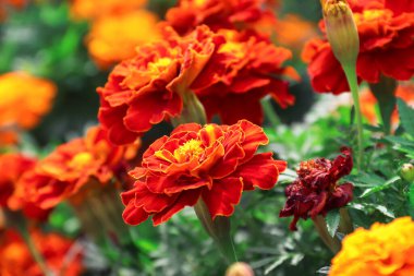 Marigolds growing in the garden. Flowers. Photo of nature.