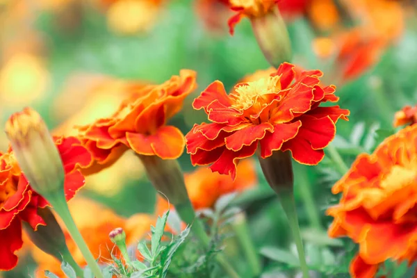 Marigolds Growing Garden Flowers Photo Nature — Stock Photo, Image