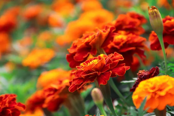 Marigolds Growing Garden Flowers Photo Nature — Stock Photo, Image