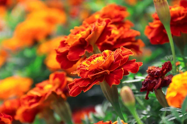 Marigolds Growing Garden Flowers Photo Nature — Stock Photo, Image