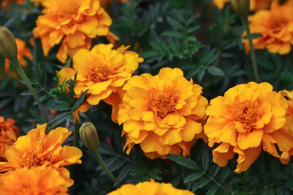 Marigolds Growing Garden Flowers Photo Nature — Fotografia de Stock