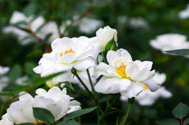 Chinese rose in the garden. White flowers. Photo of nature.