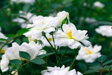 Chinese rose in the garden. White flowers. Photo of nature.