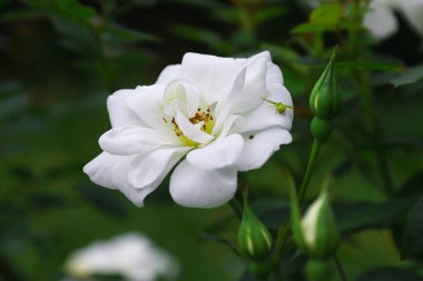 Chinese rose in the garden. White flowers. Photo of nature.