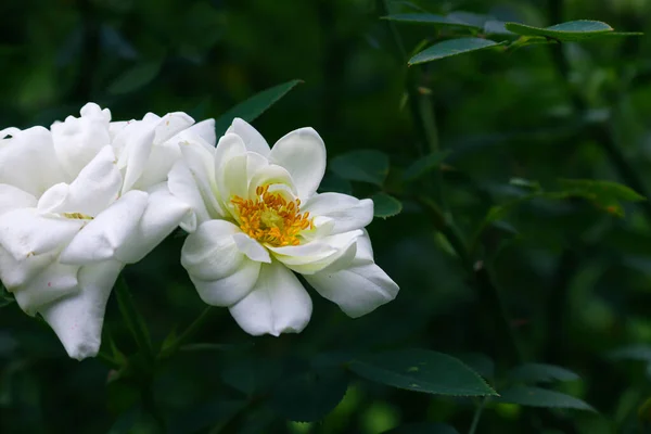 Chinese Rose Garden White Flowers Photo Nature — Stock Photo, Image