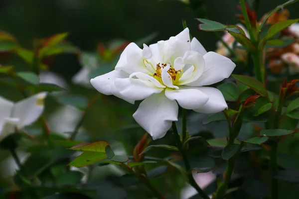 Chinese Rose Garden White Flowers Photo Nature — 스톡 사진