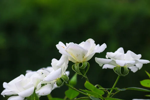 Chinese Rose Garden White Flowers Photo Nature — Stock Photo, Image